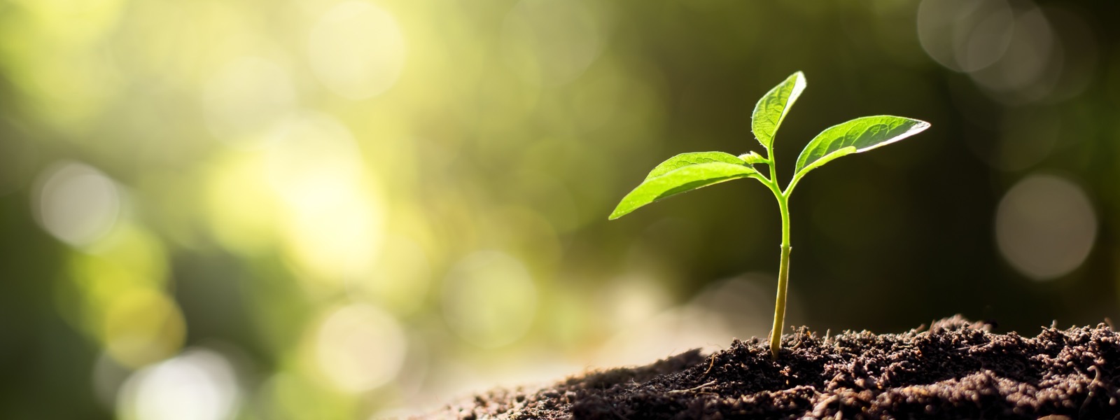 Corporate Social Responsibility (CSR)
